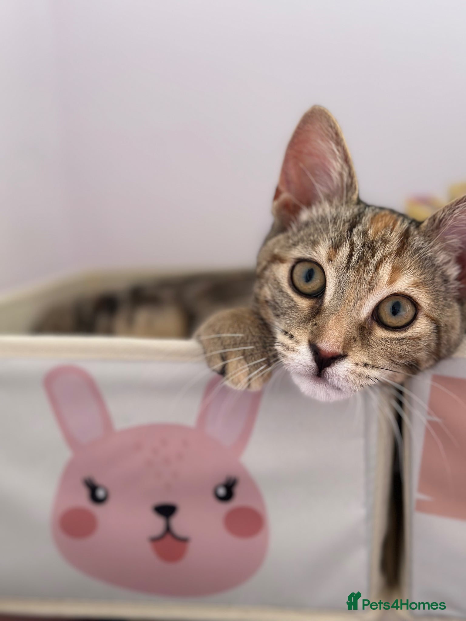 Bengal cats Bengal Mix Female Cat  - Advert 5