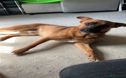 Mixed Breed dogs for sale: Major🖤 - Image 5