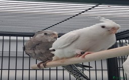 Cockatiels birds for sale: Baby male and female cockatiels for sale - Advert 6