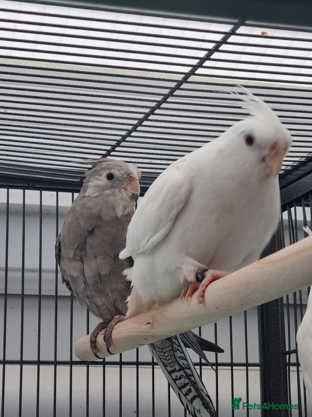 Cockatiels birds for sale: Baby male and female cockatiels for sale - Advert 6