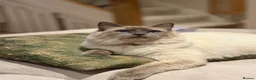 Ragdoll cats for stud: Blue point ragdoll stud  - Advert 7