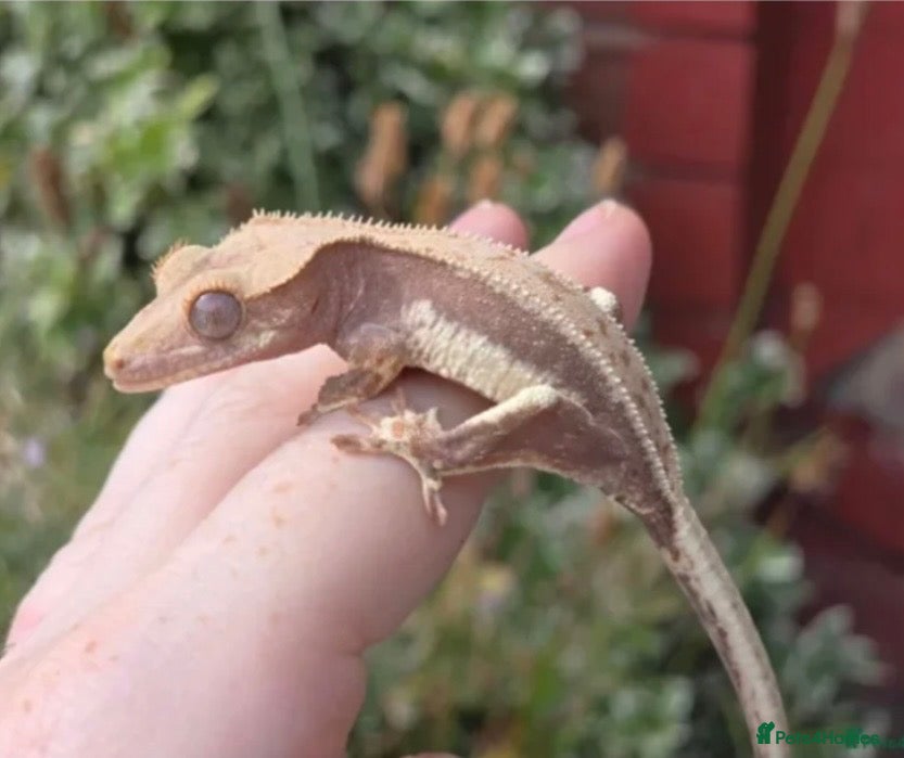 Gecko reptiles Lillywhite Crested Gecko with Complete Vivarium - Advert 9