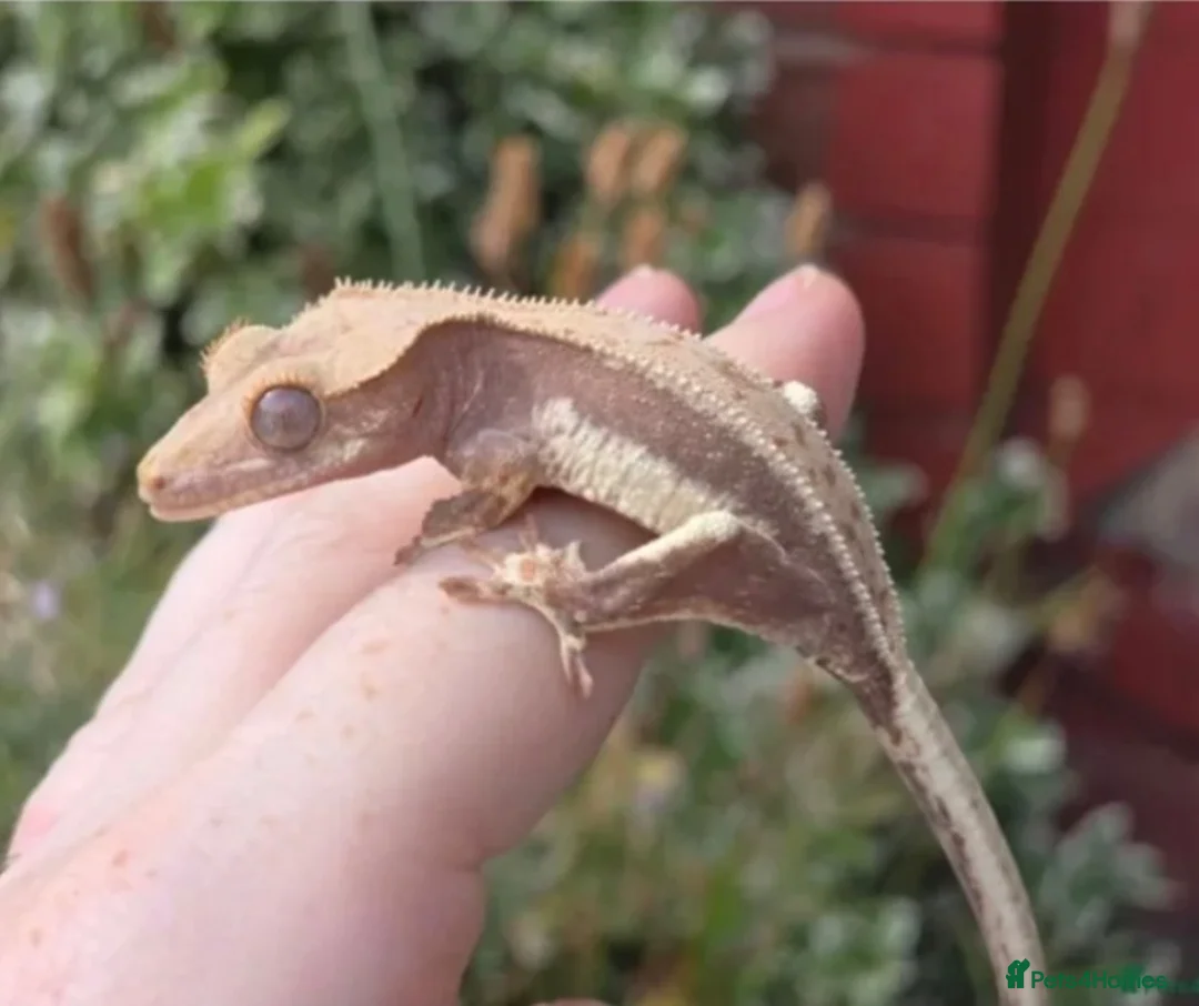 Gecko reptiles for sale: Lillywhite Crested Gecko with Complete Vivarium - Advert 1