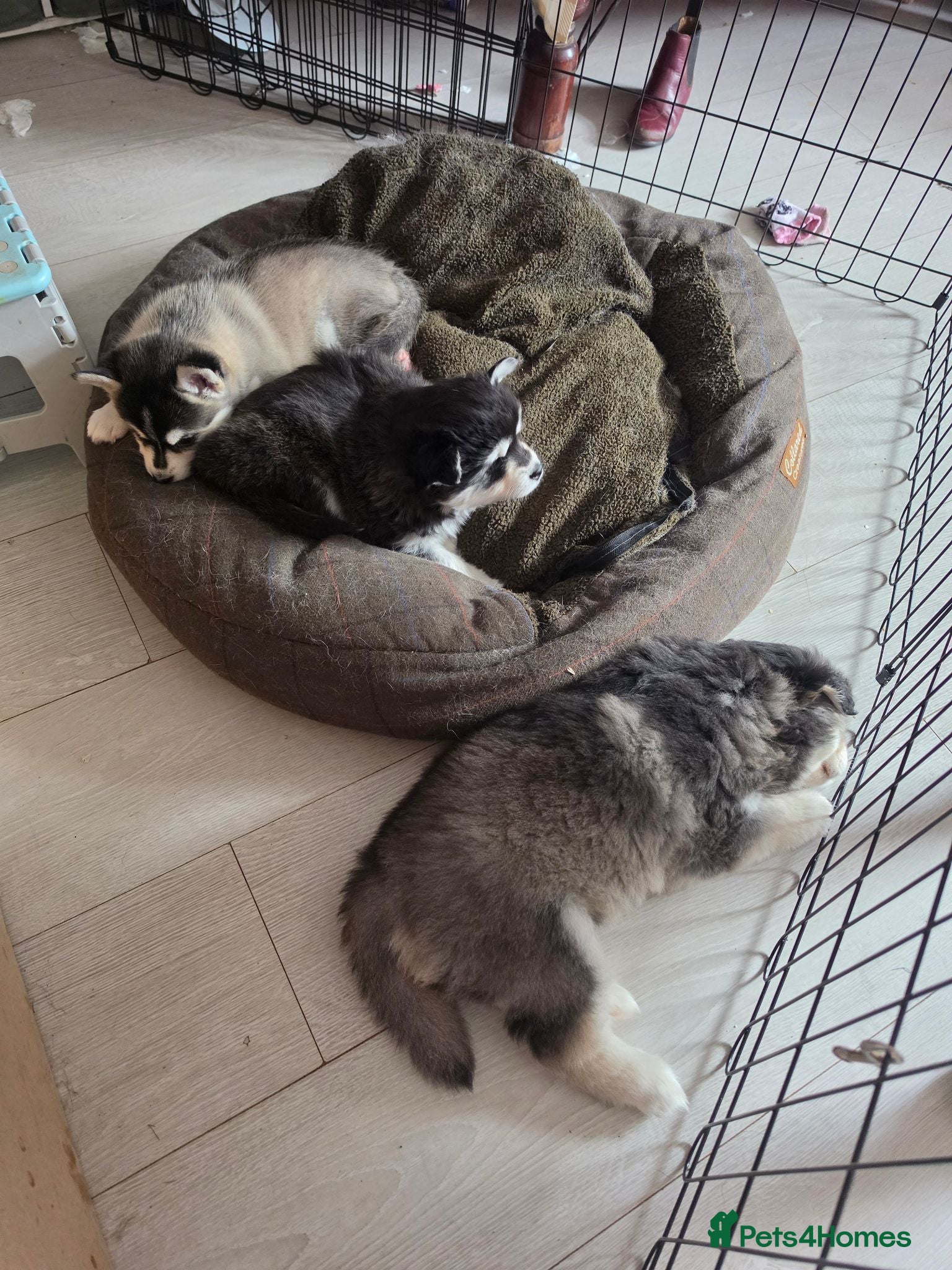 Pomsky dogs 1 boy and 1 girl available 🥰 - Advert 5