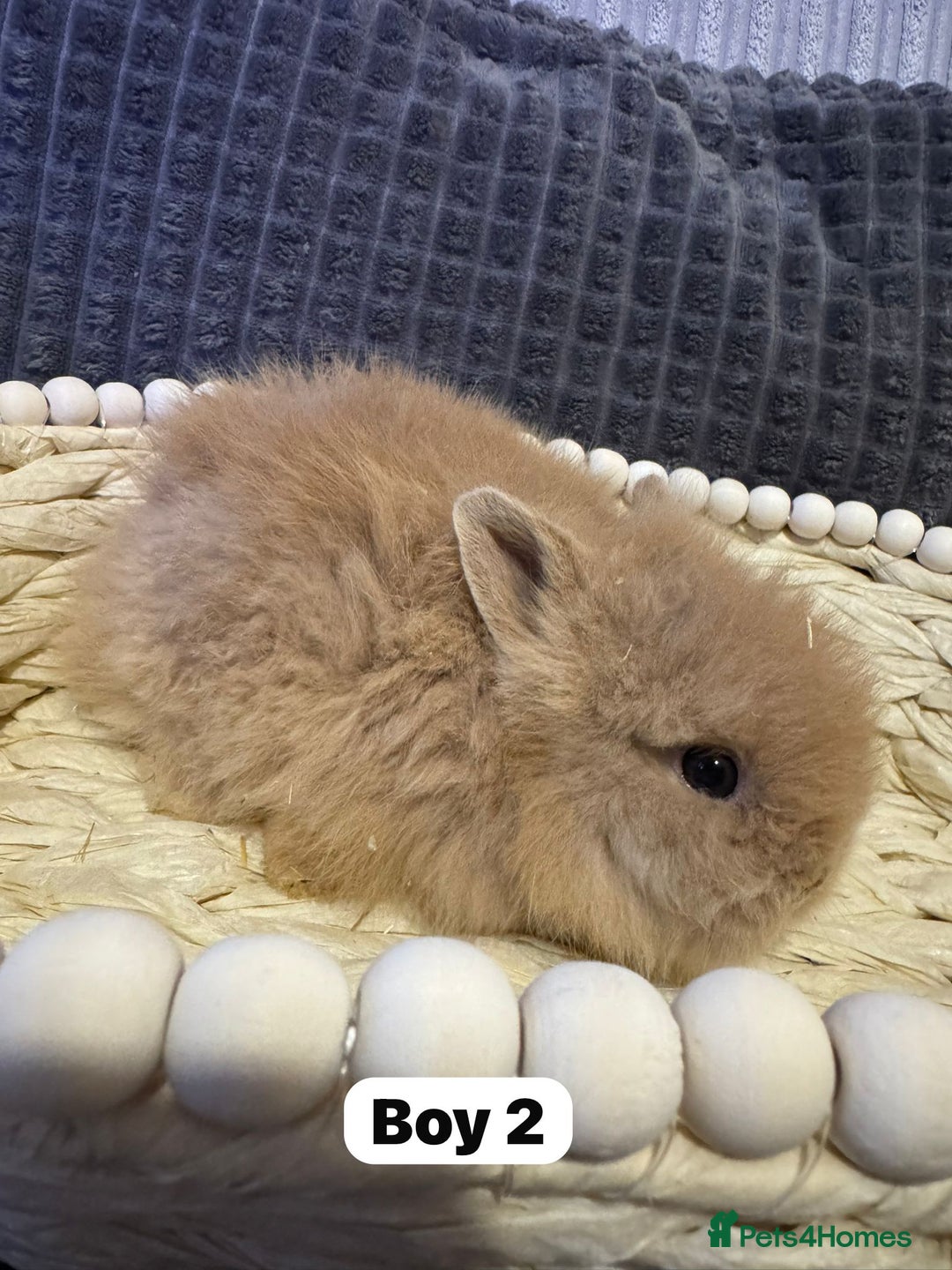 Lionhead rabbits for sale: ✨ Lionhead Bunnies  ✨ - Advert 10