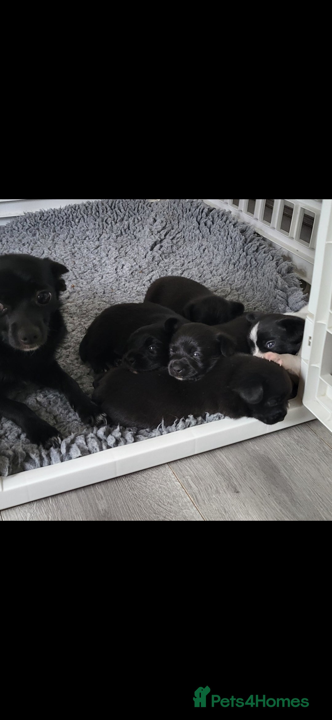 Mixed Breed dogs for sale: Amazing papillon cross  puppies. Ready to go. - Image 5