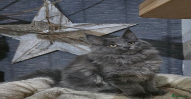 Maine Coon cats - Advert 12