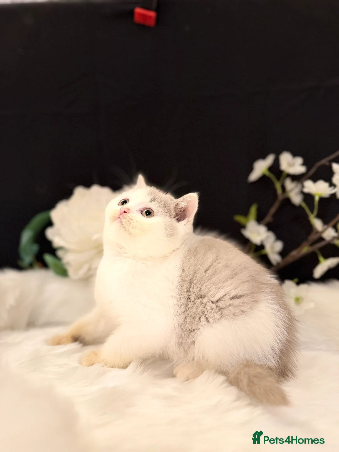 British Shorthair cats for sale: Full Pedigree Registered BSH - Advert 22