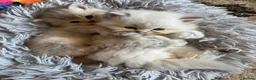 British Longhair cats for sale:  GCCF reg British Longhair/Shorthair Kittens in Okehampton - Advert 10