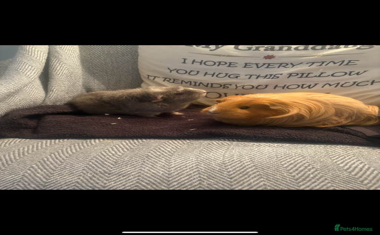 Guinea Pig rodents - Advert 1
