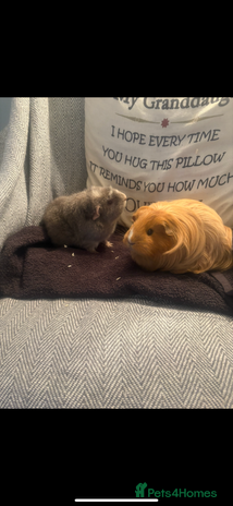 Guinea Pig rodents - Advert 1
