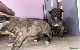 English Bull Terrier dogs for sale: English bull terrier (working type) - Image 3