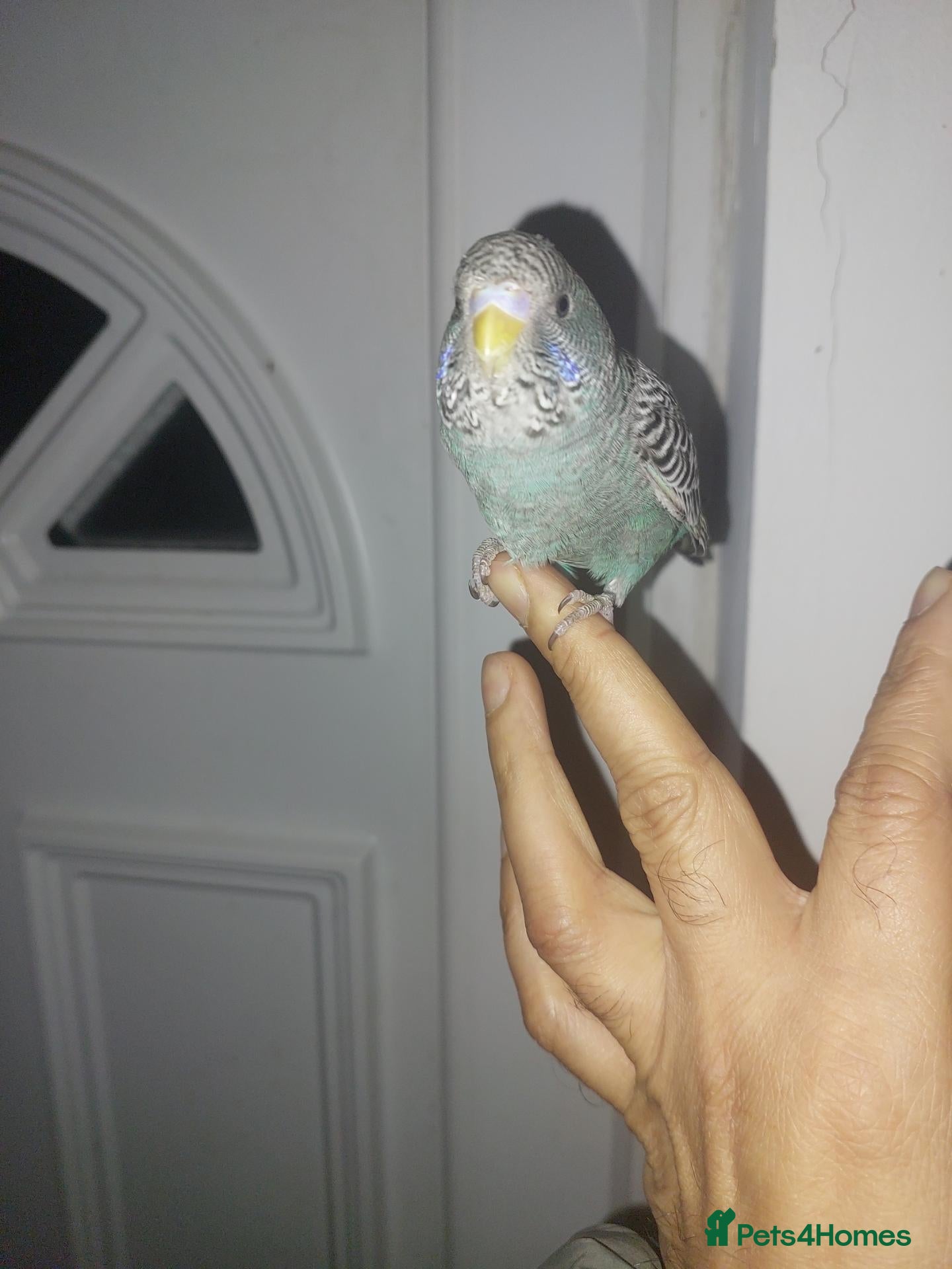 Budgerigars birds Blackface hand reared super tame  budgie  - Advert 18