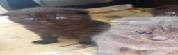 Scottish Fold cats for sale: Scottish folds in Brentwood - Advert 1