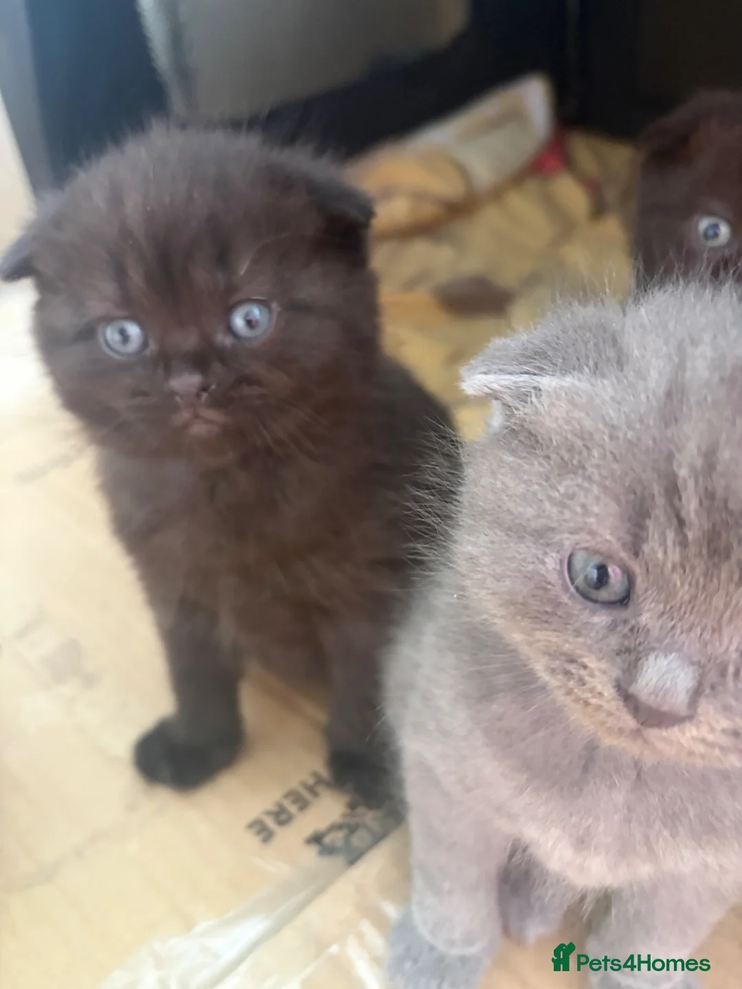 Scottish Fold cats for sale: Scottish folds in Brentwood - Advert 1