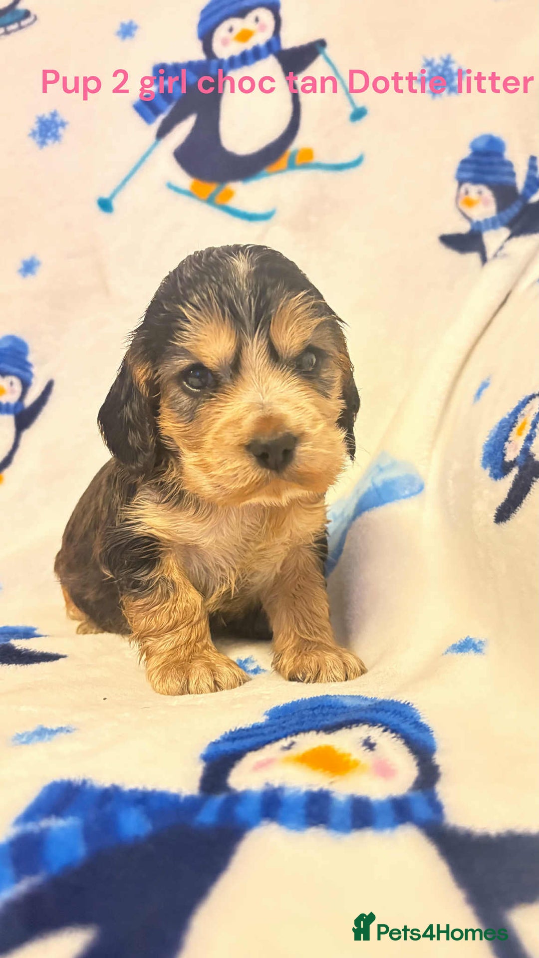 Cocker Spaniel dogs for sale: Beautiful show cocker puppies  - Advert 7