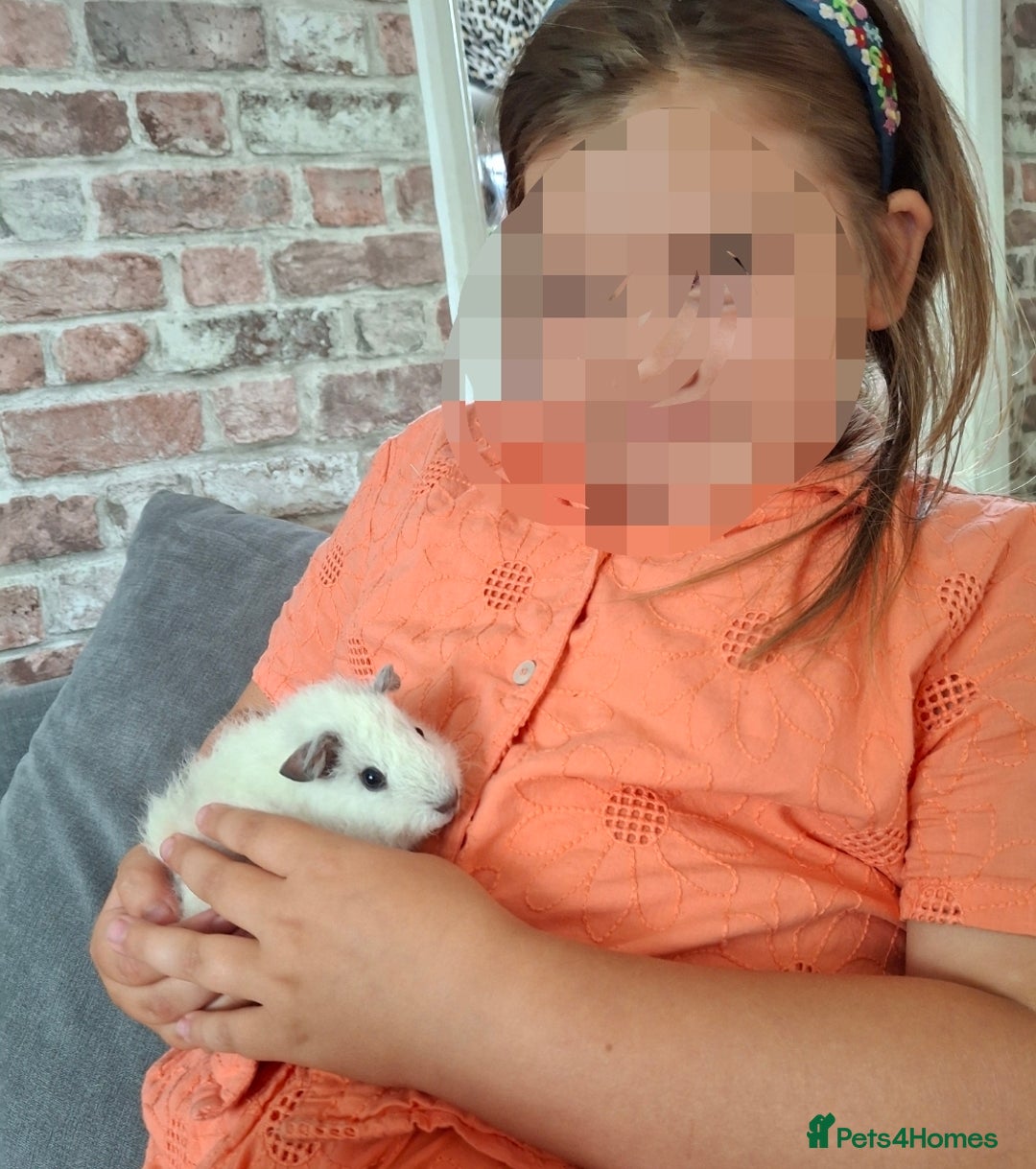 Guinea Pig rodents for sale: Guinea pigs and huge set up (huge deal) - Advert 6