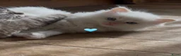 Ragdoll cats for sale: Adorable Purebred Ragdoll Kitties 🤍 - Advert 10
