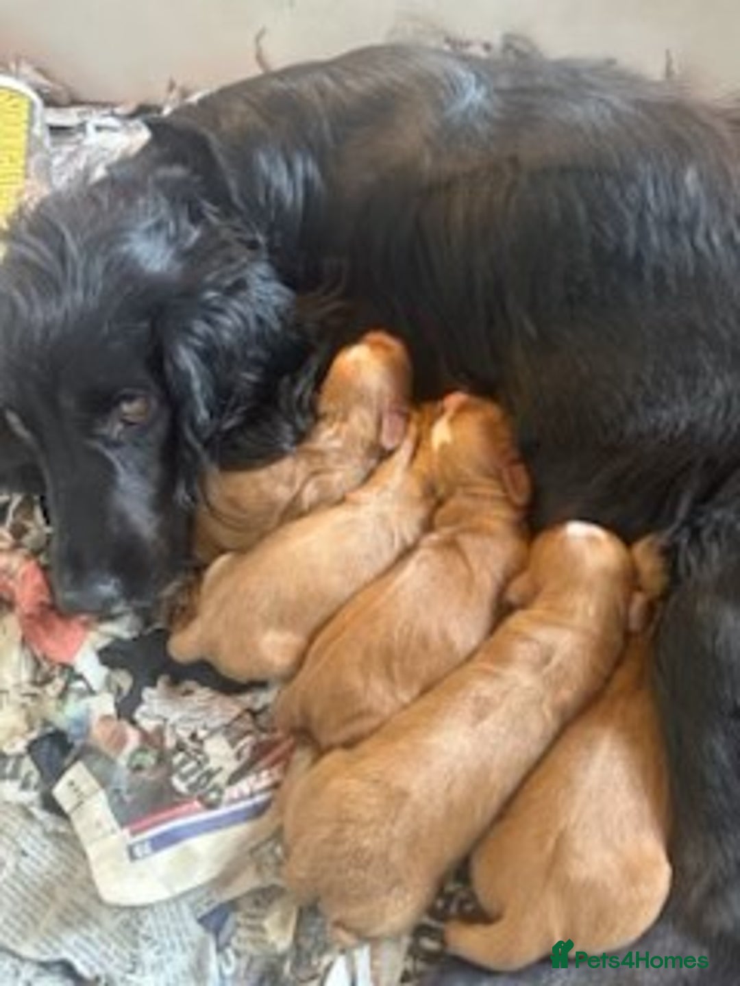 Cocker Spaniel dogs for sale: Cocker Spaniel puppies for sale - Image 26