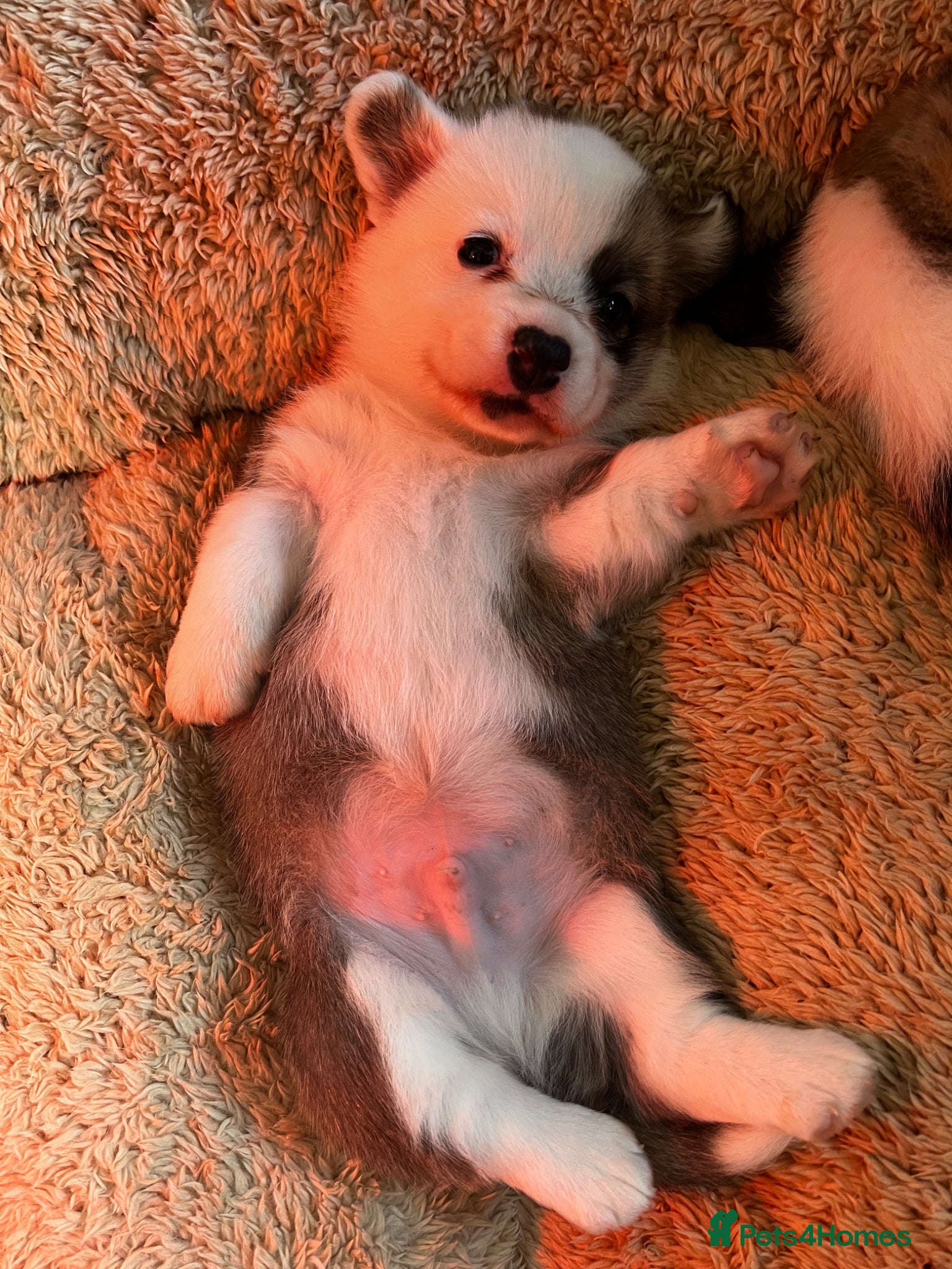 Mixed Breed dogs Adorable Corgi Pups - Advert 1