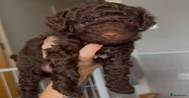 Cockapoo dogs - Advert 9