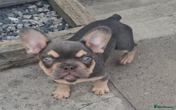 French Bulldog dogs for sale: Gorgeous Lilac & Tan carry testable & fluffy male - Image 4