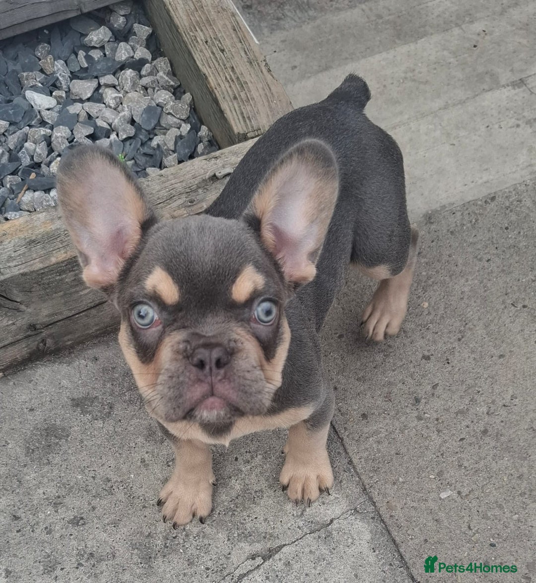 French Bulldog dogs for sale: Gorgeous Lilac & Tan carry testable & fluffy male - Image 4