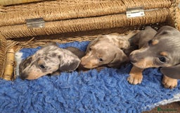 Miniature Dachshund dogs for sale: Minature Dachshund - Image 14