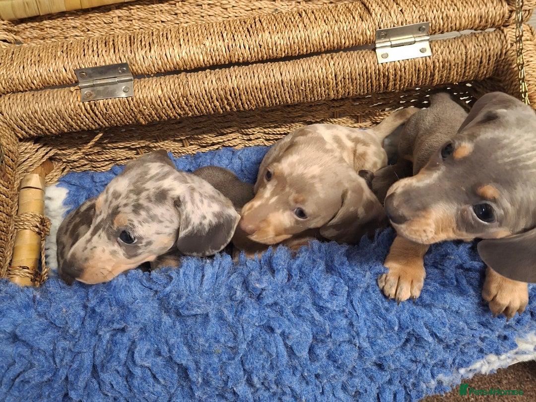 Miniature Dachshund dogs for sale: Minature Dachshund - Image 14