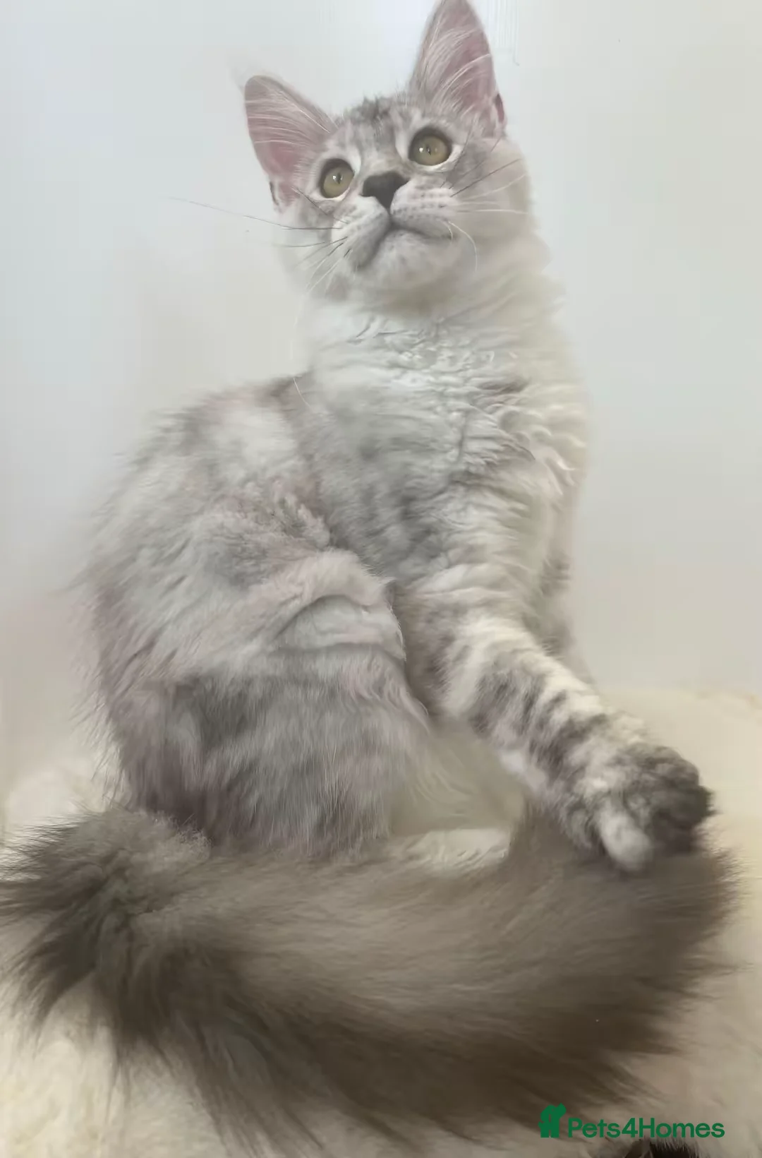 Maine Coon cats for sale: Male Maine Coon black high silver tabby boy XXL - Advert 1