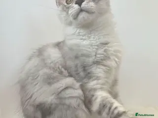 Maine Coon cats Male Maine Coon black high silver tabby boy XXL - Advert 2