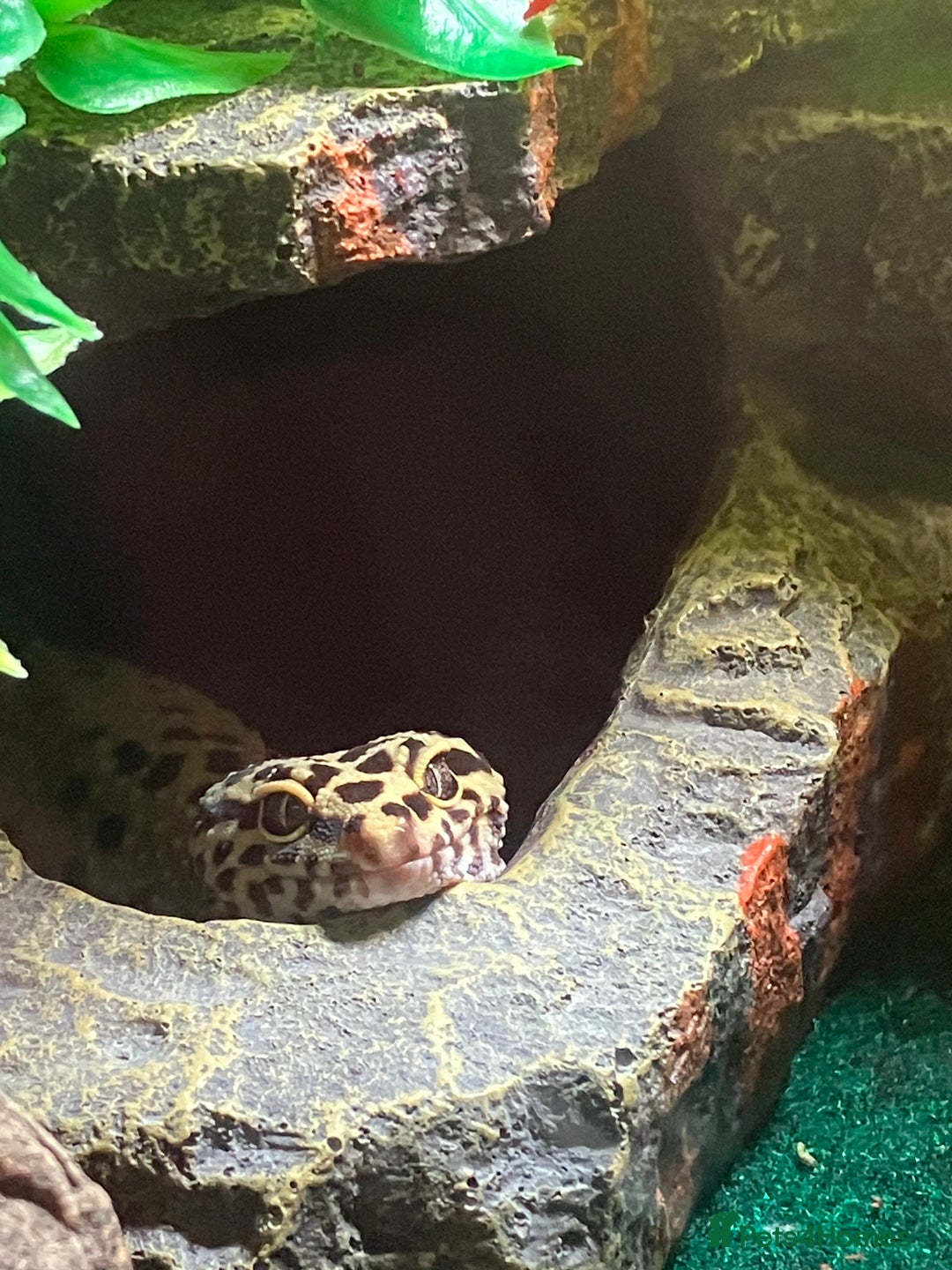 Leopard Gecko reptiles for sale: Leopard gecko vivarium and accessories for sale  - Image 7