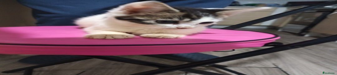 Mixed Breed Kitten 3