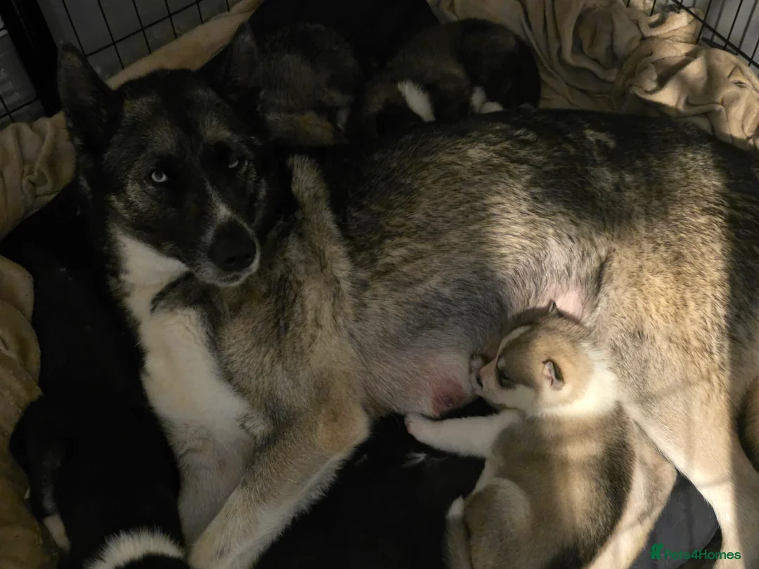 Huskita dogs for sale: huskita/siberian husky puppies - Advert 1