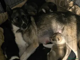 Huskita dogs huskita/siberian husky puppies - Advert 2