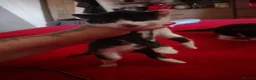 Mixed Breed cats for sale: Kittens in Wigan - Advert 4