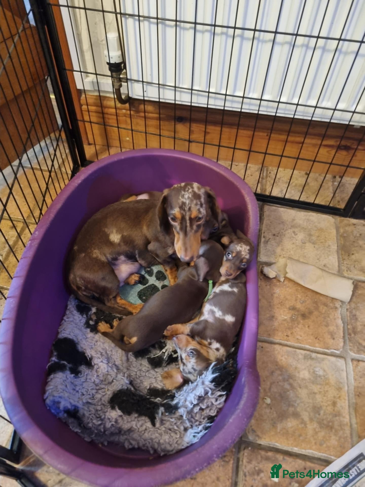 Miniature Dachshund dogs Gorgeous Chocolate and Dapple PRA Clear - Advert 2