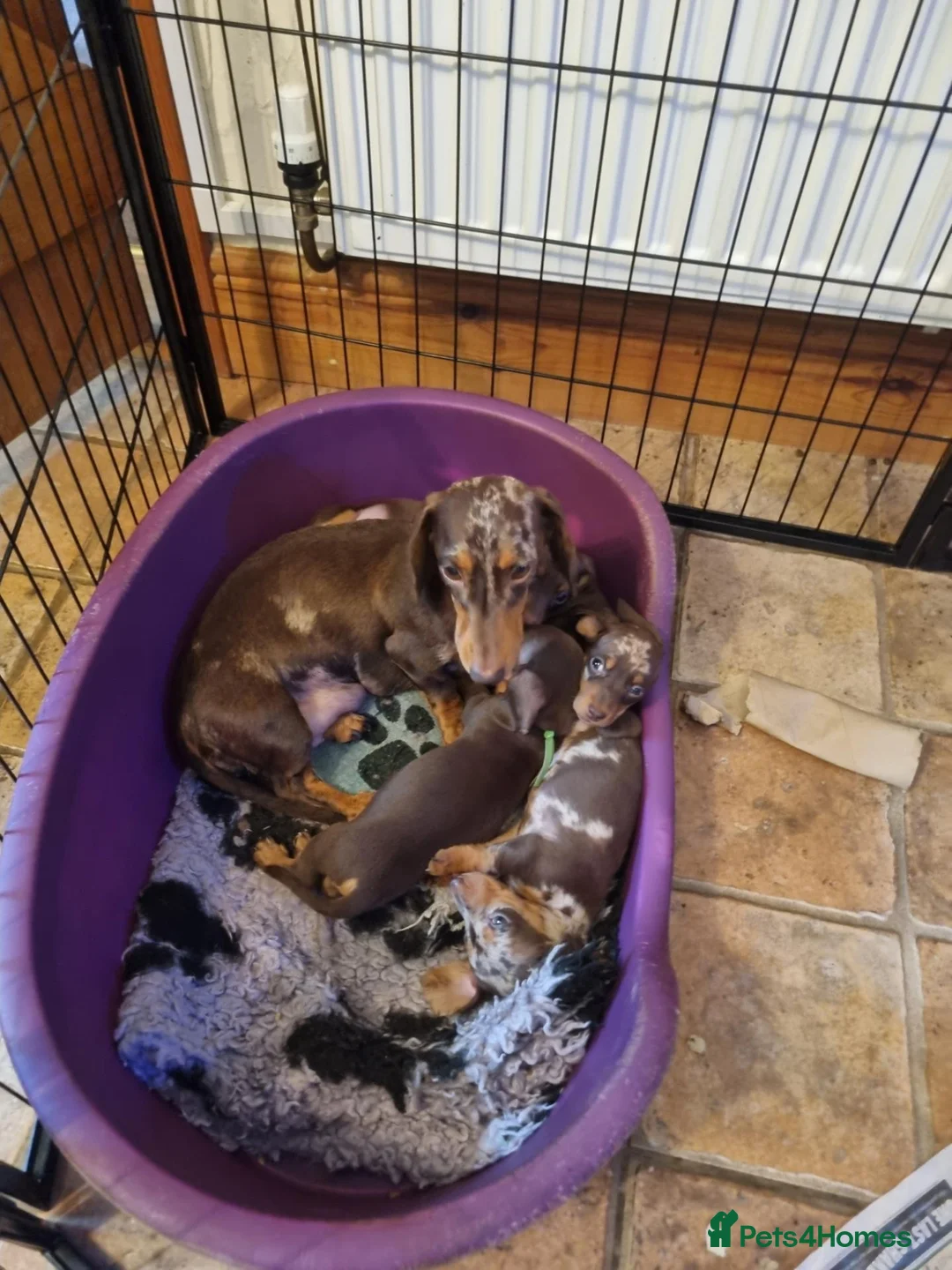 Miniature Dachshund dogs for sale: Gorgeous Chocolate and Dapple PRA Clear - Advert 2