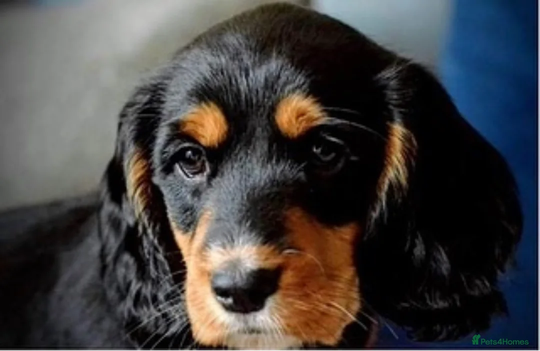 Cocker Spaniel dogs for stud: Ammerdown Galahad - Health Tested Stud in Frome - Advert 7