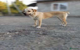 Mixed Breed dogs for adoption: 💙🐶 DAN 🐶💙 - Image 11