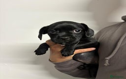 Mixed Breed dogs for sale: Cockapoo-look Puppies  - Image 5