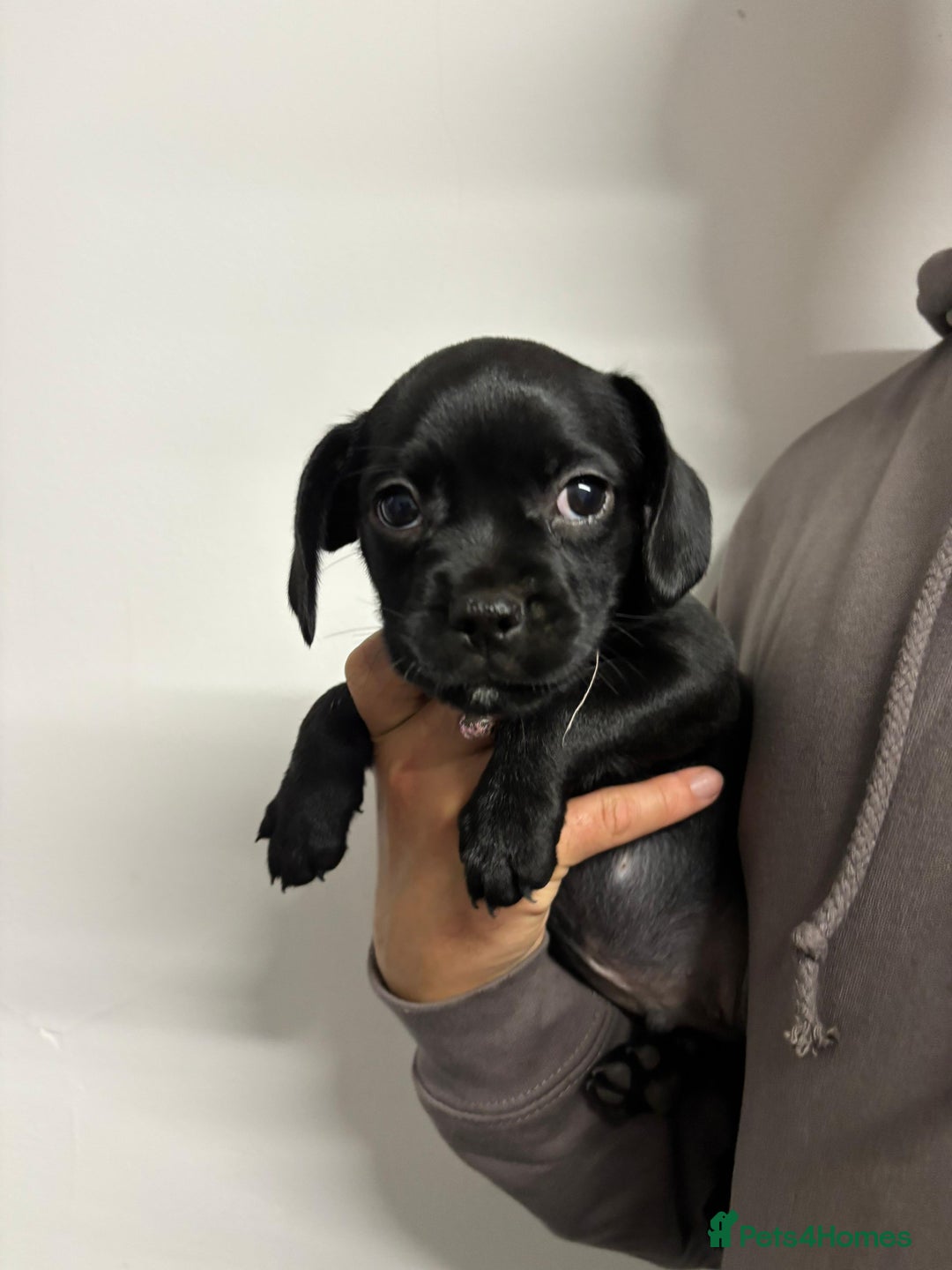 Mixed Breed dogs for sale: Cockapoo-look Puppies  - Image 5