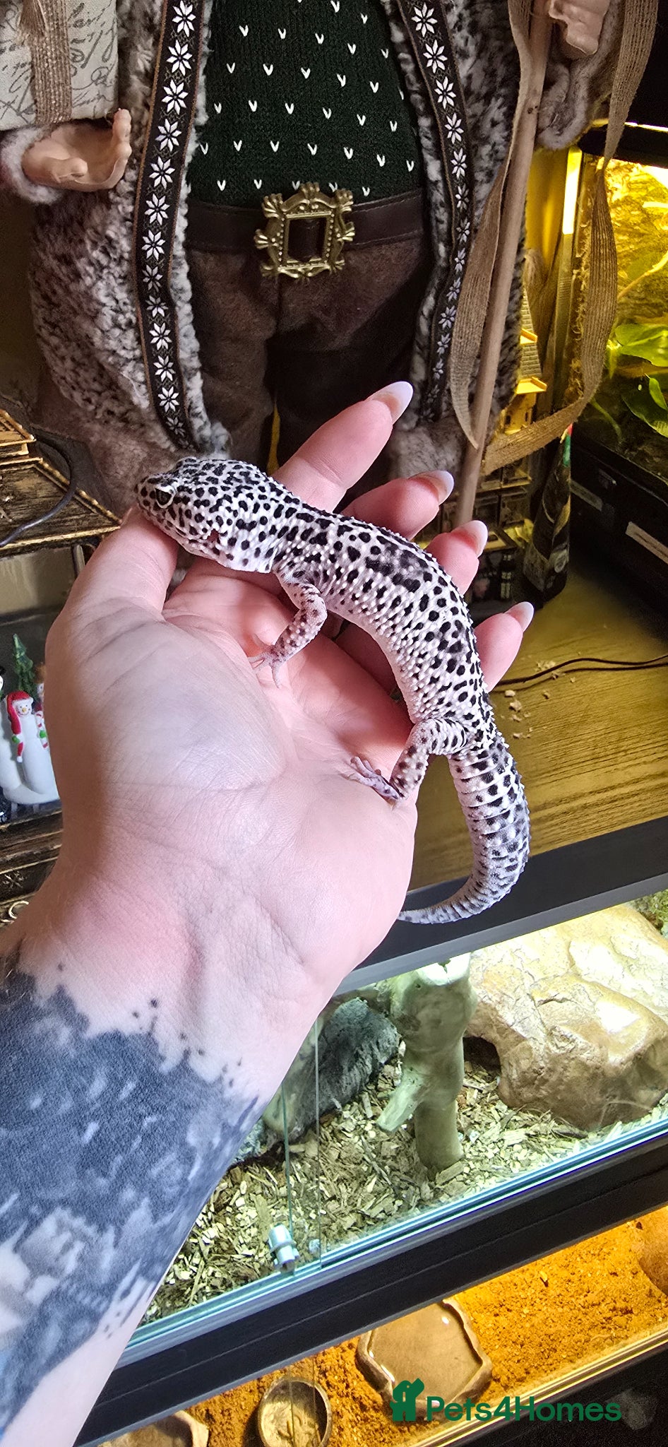 Leopard Gecko reptiles Female gecko  - Advert 10