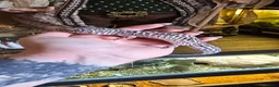 Leopard Gecko reptiles for sale: Female gecko  - Advert 1