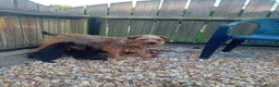 Border Terrier dogs for sale: Border terrier puppies  - Advert 6