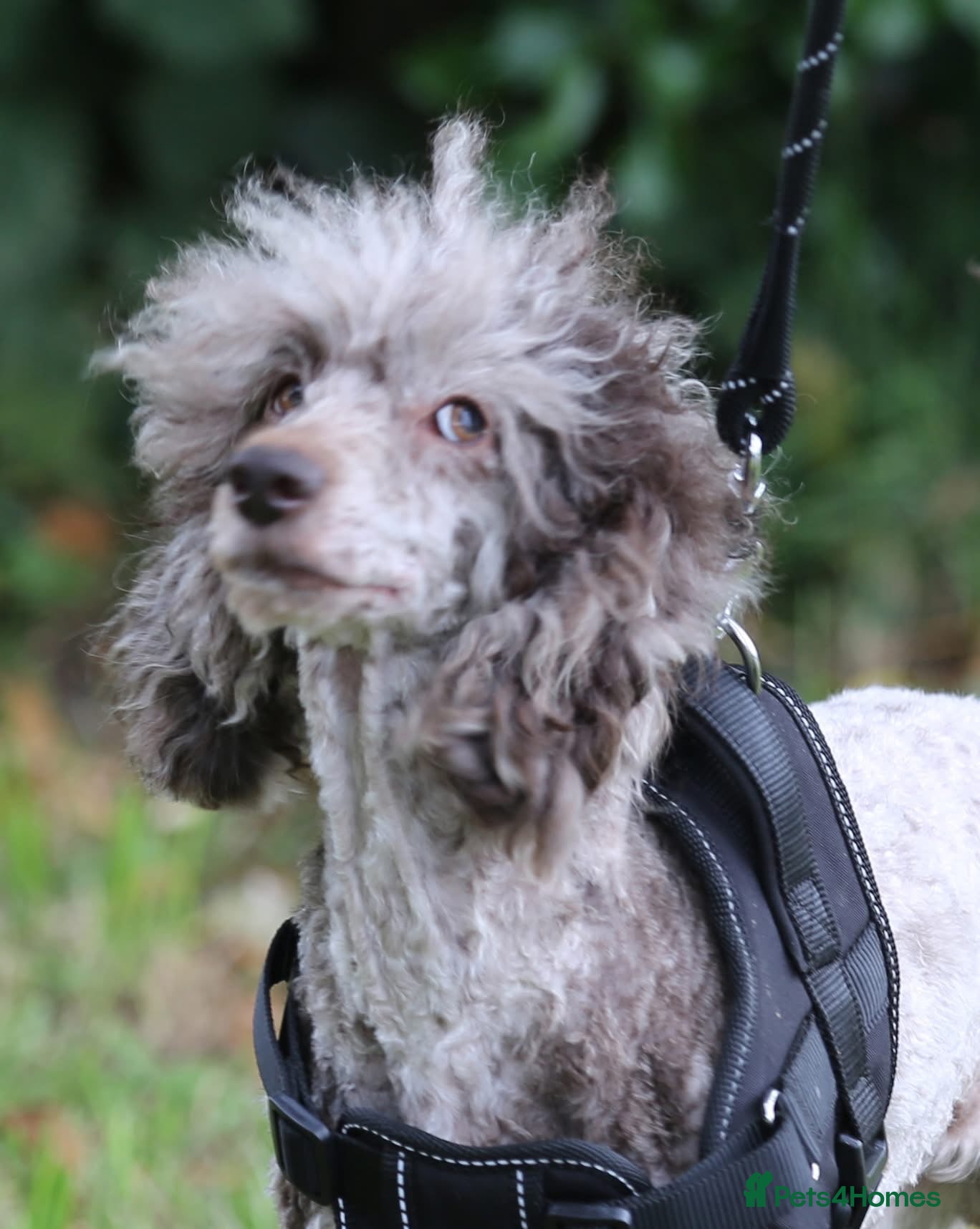 Miniature Poodle dogs Chocolate Merle poodle boy - Advert 17