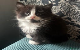 Mixed Breed cats for sale: 3 beautiful little kittens for sale.  - Image 2