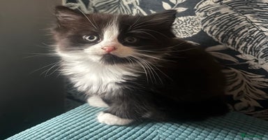 Mixed Breed cats - Advert 4