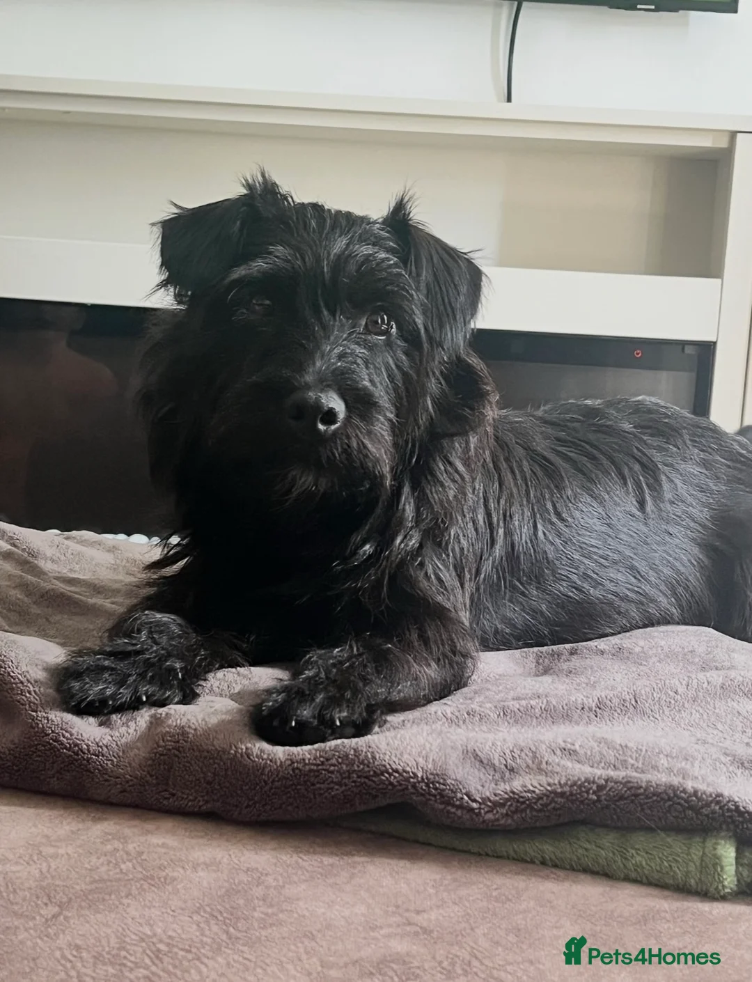 Mixed Breed dogs for sale: Patterdale x Lakeland terriers  in Doncaster - Advert 2