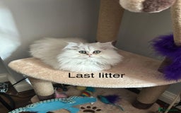 Persian cats for sale: Persian Chinchilla Kittens - Image 15